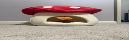 Miniature Dachshund dogs for sale: Stunning chocolate and tan puppies 🐾 - Advert 3