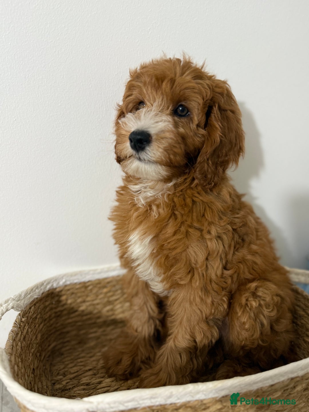 Cockapoo dogs for sale: Only 1 left - Handsome male Red F1B Cockapoo - Image 4