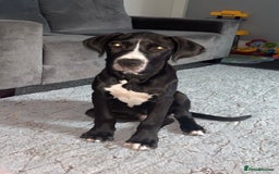 Great Dane dogs for sale: Great Dane puppy  - Image 1