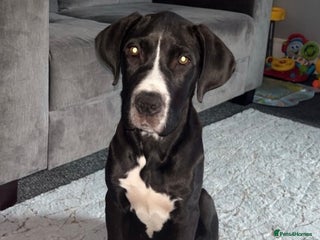 Great Dane dogs - Advert 4