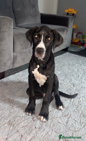 Great Dane dogs - Advert 1