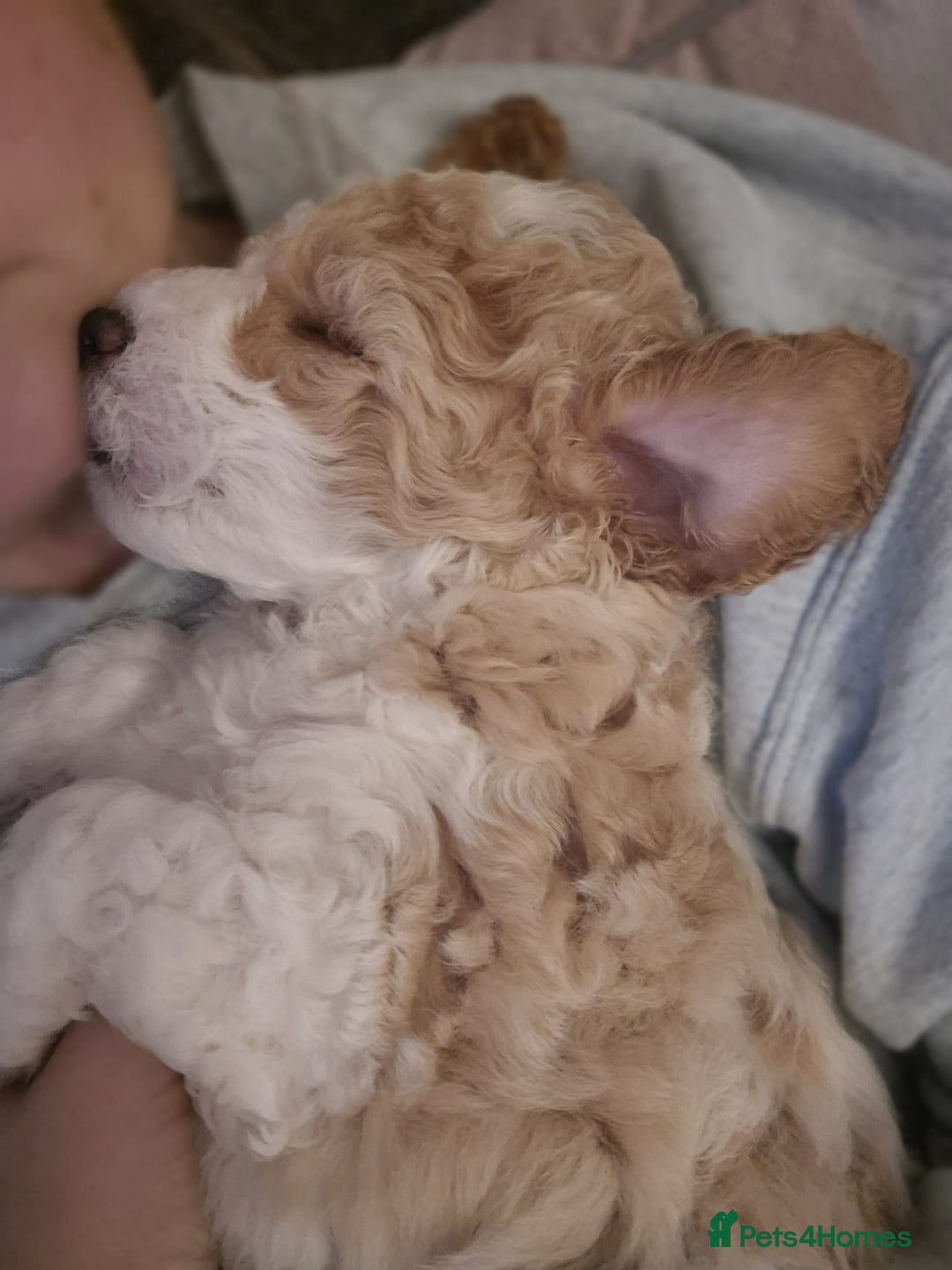 Poochon dogs for stud: Poochon stud. - Advert 4