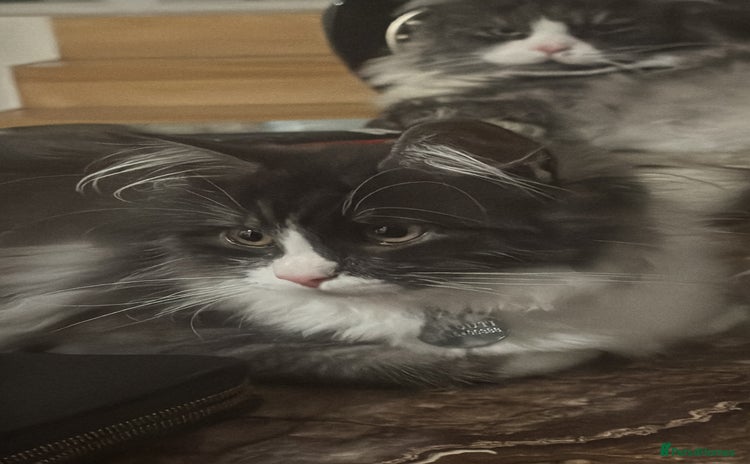 Maine Coon cats - Advert 4