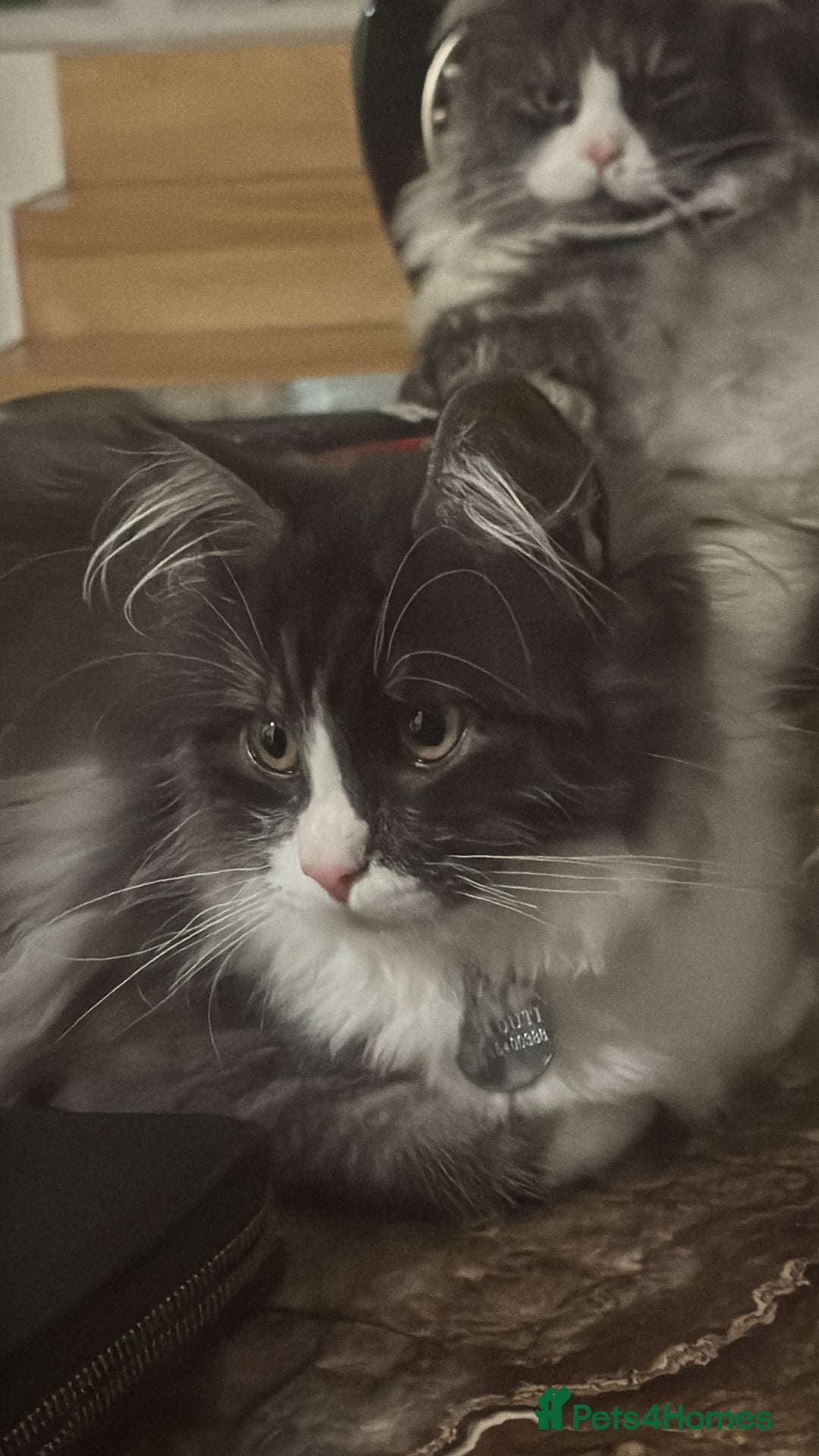 Maine Coon cats for sale: Beautiful Maine coon  - Image 1