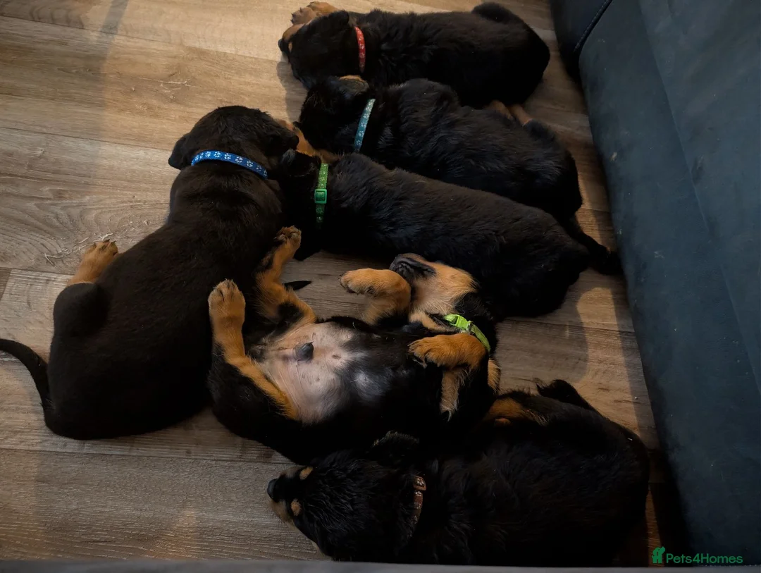 Rottweiler dogs for sale: Beautiful strong Pure Rottweiler Puppies - Advert 2