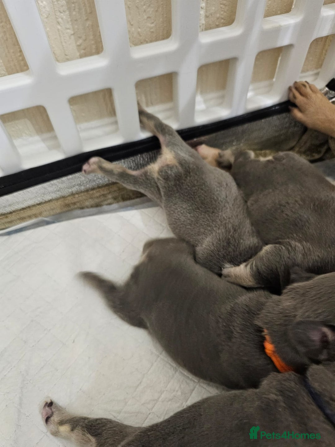 French Bulldog dogs for sale: DISCOUNT AVAILABLE FOR SERIOUSLY INTERESTED BUYERS - Advert 15