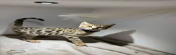 Bengal cats for sale: Tica Registered Pedigree Bengal kittens in Leeds - Advert 13