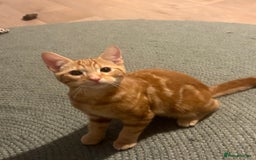 Domestic Shorthair cats for sale: Beautiful ginger kittens for sale  - Image 2