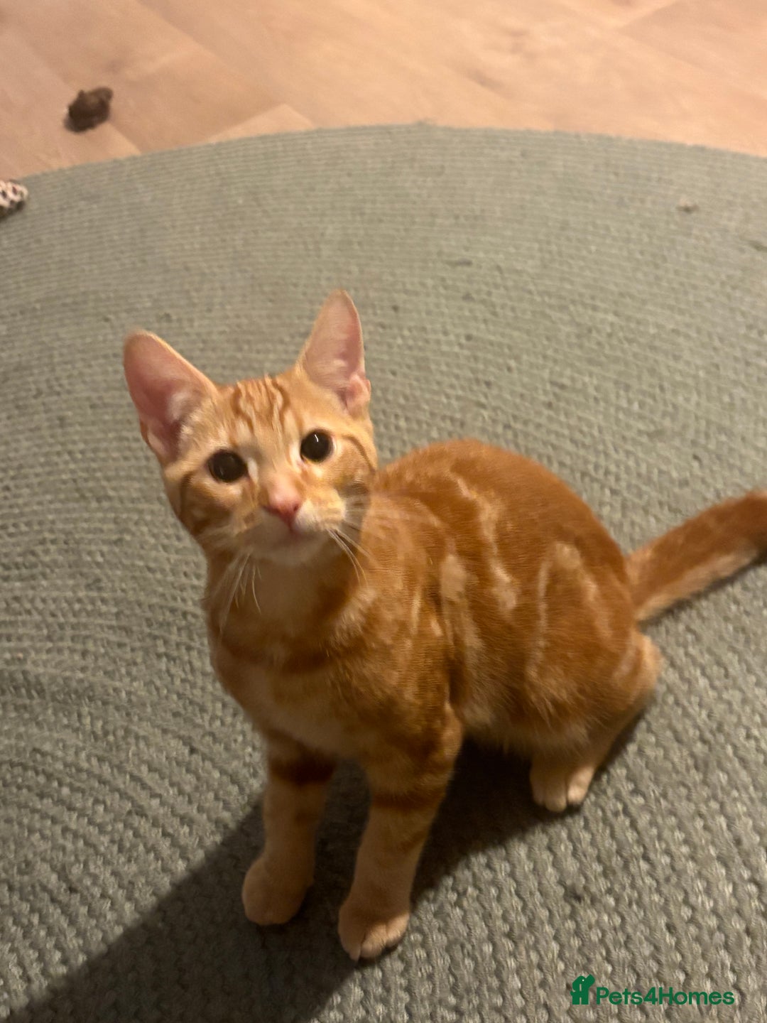 Domestic Shorthair cats for sale: Beautiful ginger kittens for sale  - Image 2