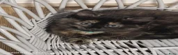 Mixed Breed cats for sale: Four girls. - Advert 11