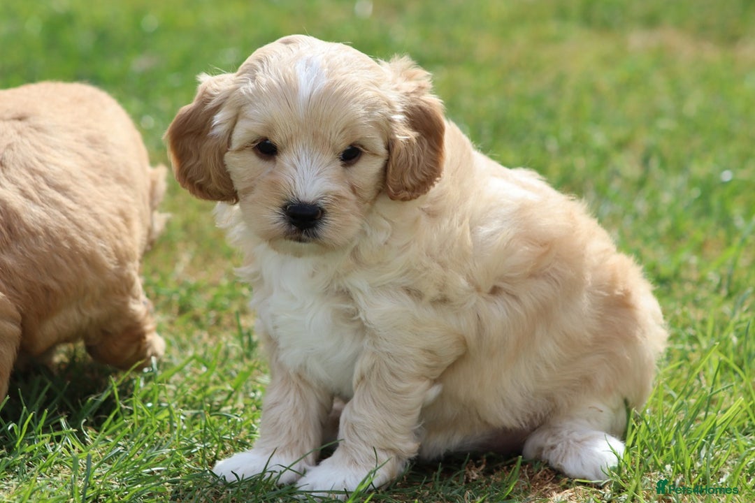 Cavapoochon dogs for sale: Beautiful Cavapoochon puppies for sale - Image 27