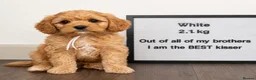 Cavapoo dogs for sale: Pedigree Cavapoo puppies health tested READY NOW - Advert 6