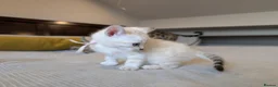 Bengal cats for sale: 🤍🤎🖤 GORGEOUS BENGAL KITTENS 🖤🤎🤍 - Advert 36