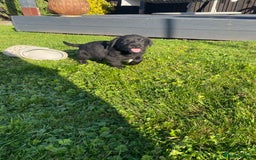 Labrador Retriever dogs for sale: Labrador retriever - Image 13