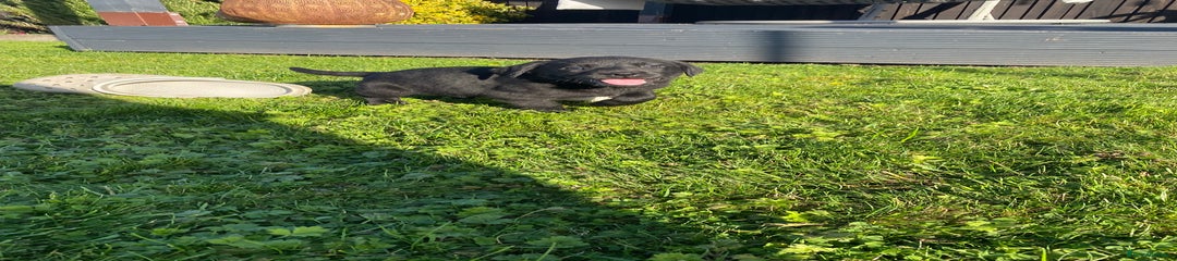 Labrador Retriever Puppy 1