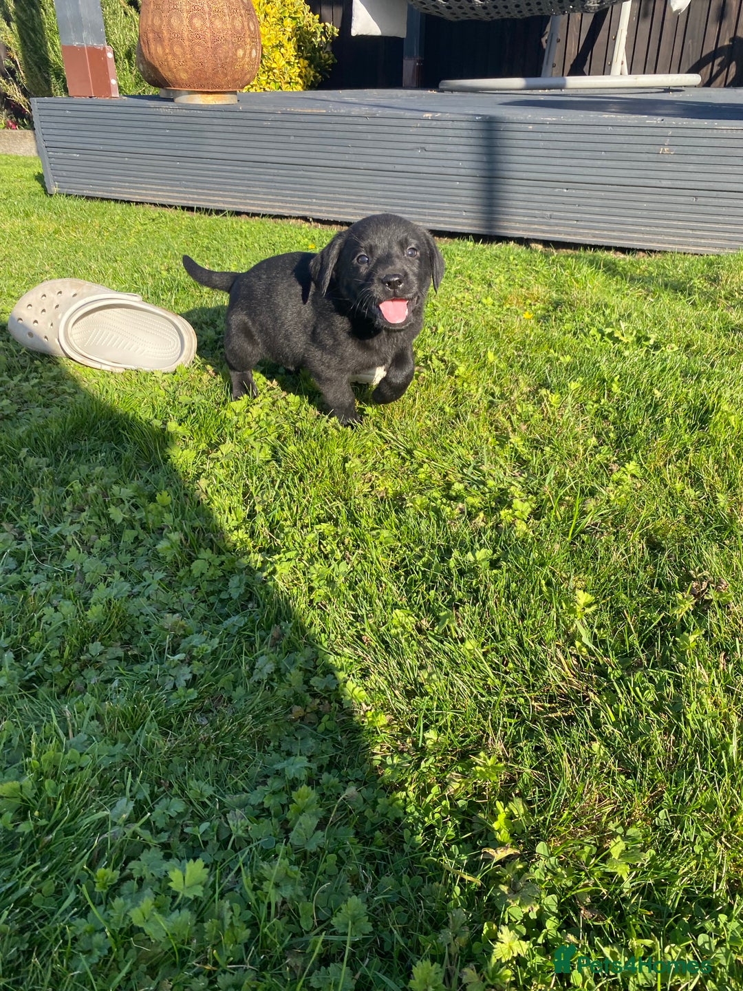 Labrador Retriever dogs for sale: Labrador retriever - Image 13