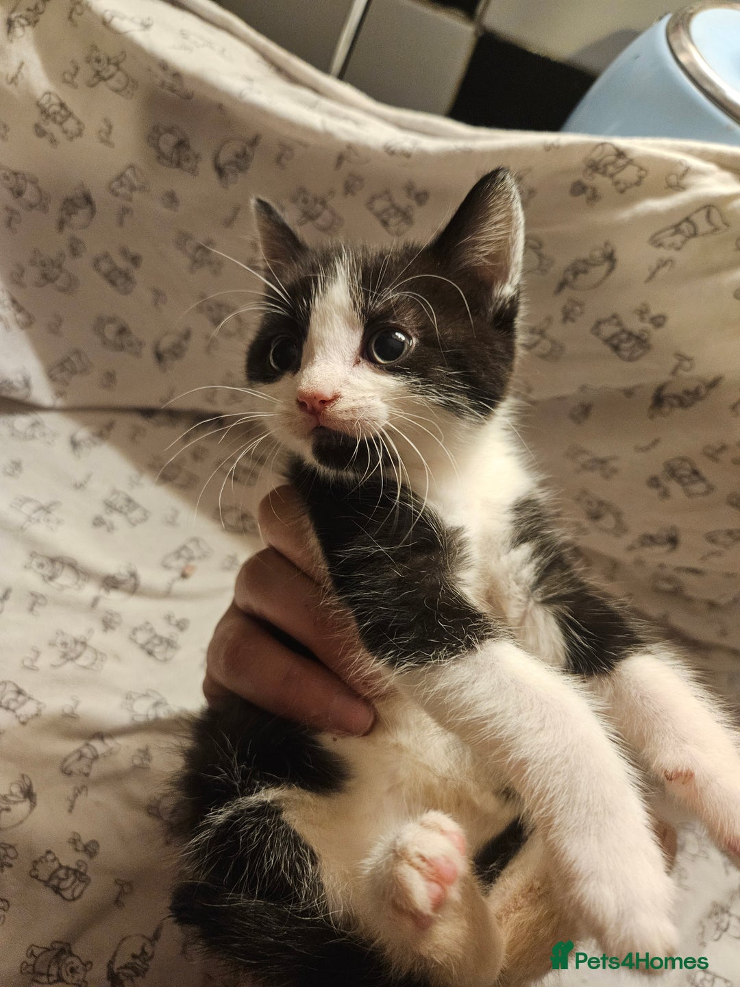 Mixed Breed cats for sale: Four adorable kittens - Image 4