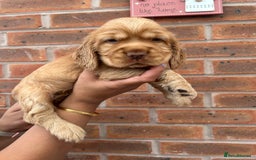 Cocker Spaniel dogs for sale: 🐾🐶 SHOW TYPE COCKER SPANIELS🐶🐾 - Image 17