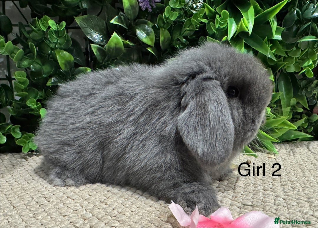 Mini Lop rabbits for sale: Mini lops 3 left to reserve - Advert 7