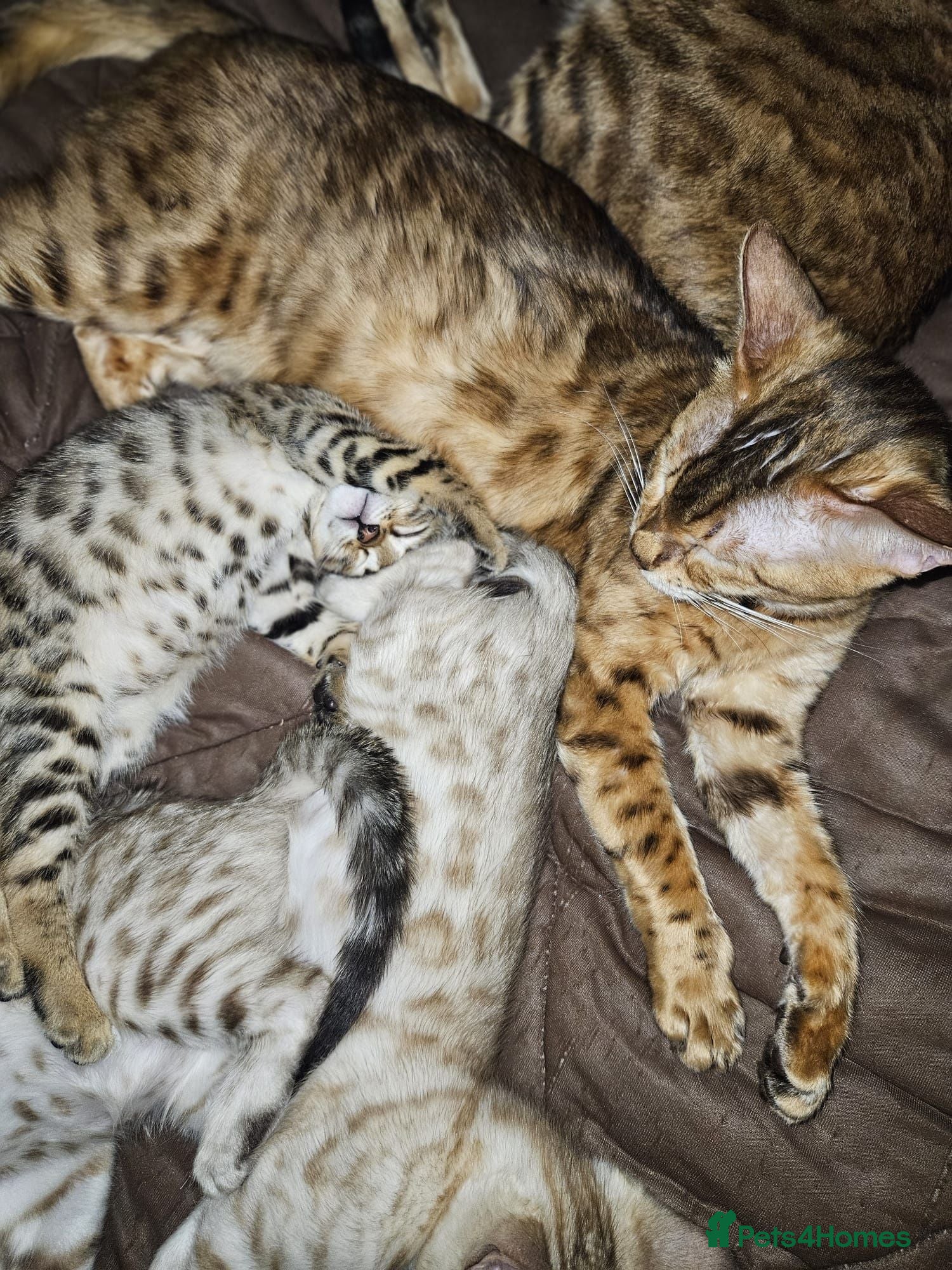 Bengal cats Snow and brown bengal kittens - Advert 1