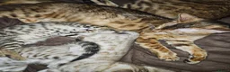 Bengal cats for sale: Snow and brown bengal kittens - Advert 1