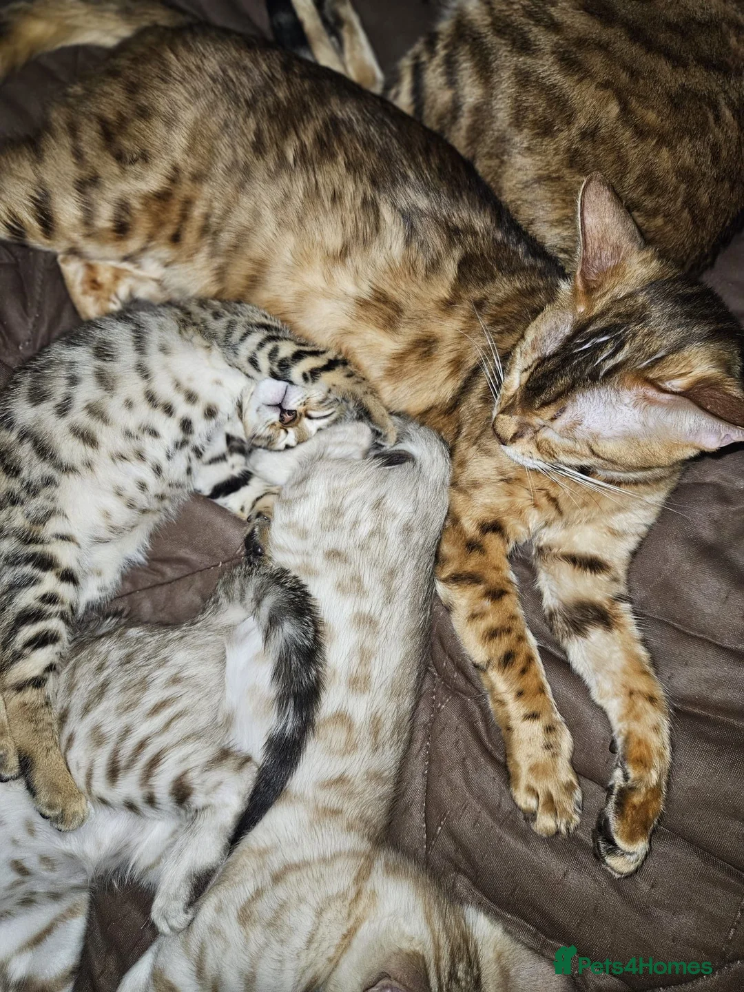 Bengal cats for sale: Snow and brown bengal kittens - Advert 1