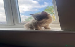 Mixed Breed cats for sale: Beautiful male kitten for new home - Image 4
