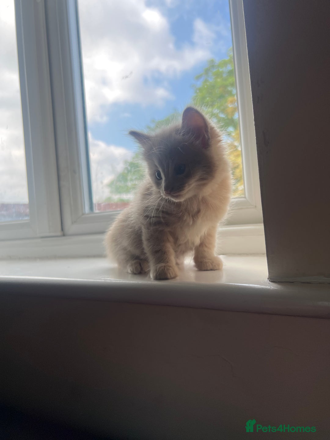 Mixed Breed cats for sale: Beautiful male kitten for new home - Image 4