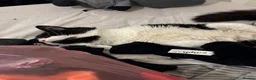 Mixed Breed cats for sale: x2 Adult Cats for Rehoming Male+Female (Together) - Advert 8