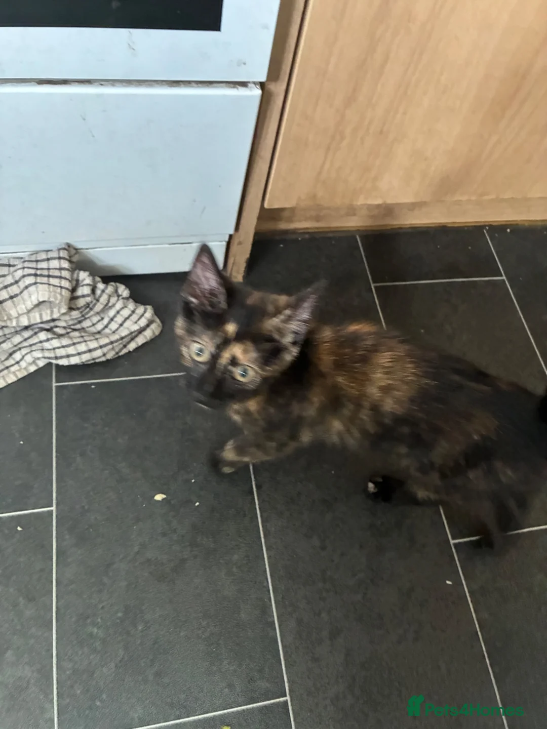 Mixed Breed cats for sale: Kitten for sale  - Advert 2