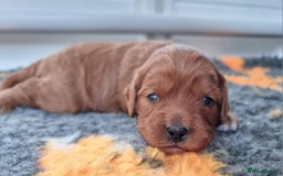 Cavapoo dogs for sale: 🎀 Beautiful F1 Cavapoo Puppies 🎀 - Image 14