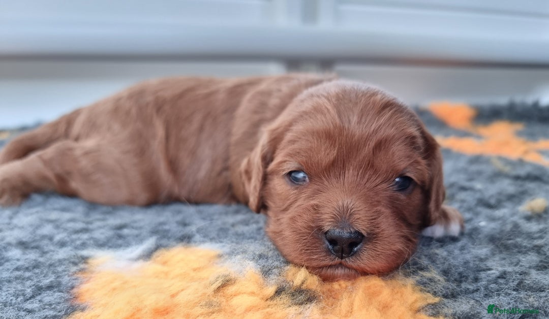 Cavapoo dogs for sale: 🎀 Beautiful F1 Cavapoo Puppies 🎀 - Image 14