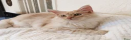 Maine Coon cats for sale: TICA Reg Maine Coon BOY. Cream Smoke. ACTIVE. - Advert 6