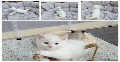 Ragdoll cats - Advert 8