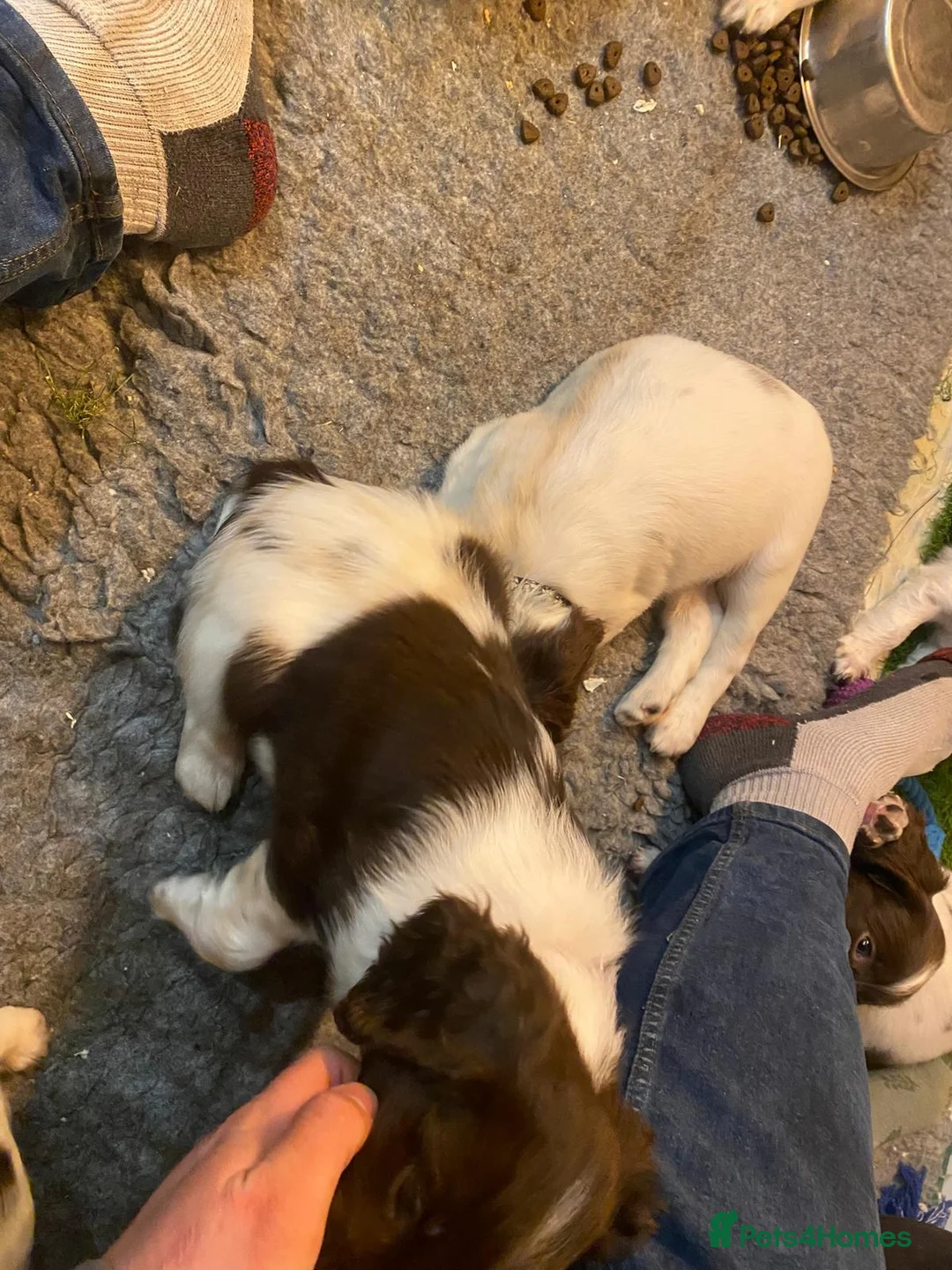 English Springer Spaniel dogs for sale: English Springer Spaniel Pups - Advert 9