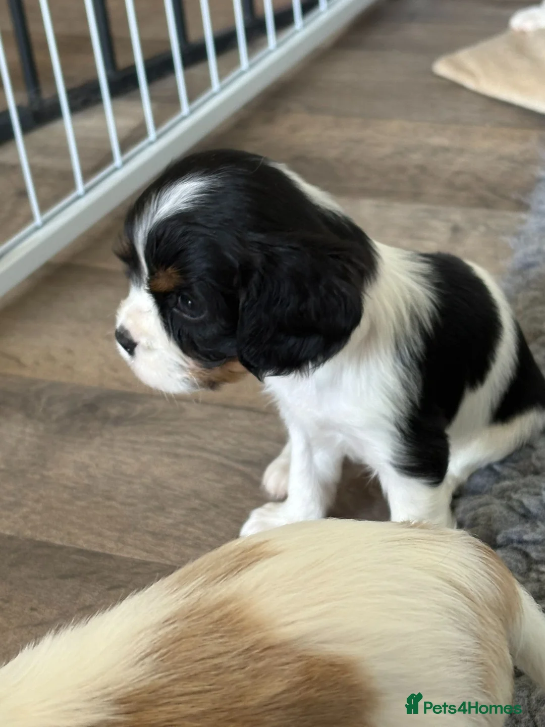 Cavalier King Charles Spaniel dogs for sale: DNA Tested Cavalier King Charles Spaniels Puppies - Advert 16