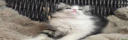 Persian cats for sale: Adorable Persian girl  - Advert 5