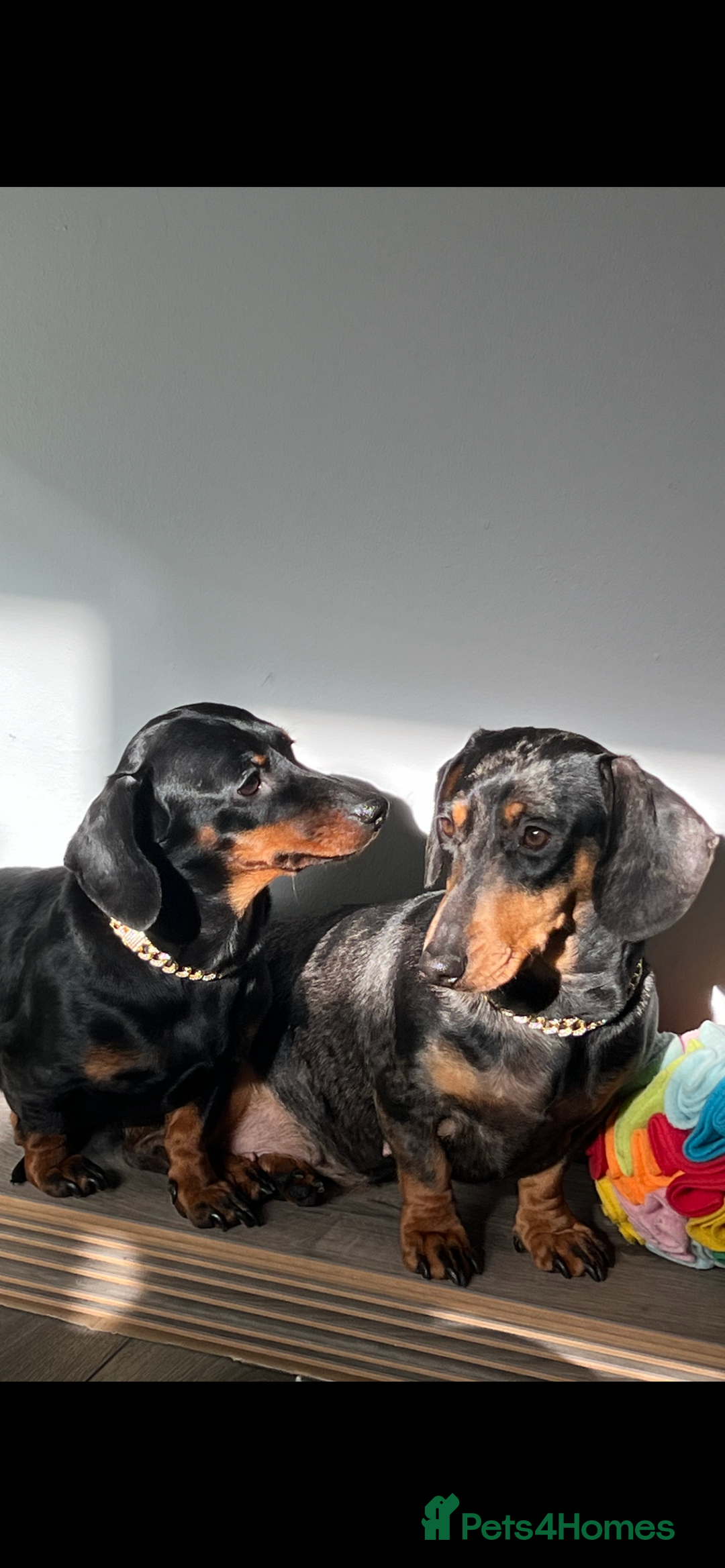 Miniature Dachshund dogs for sale: LADY & RUBY - Advert 14
