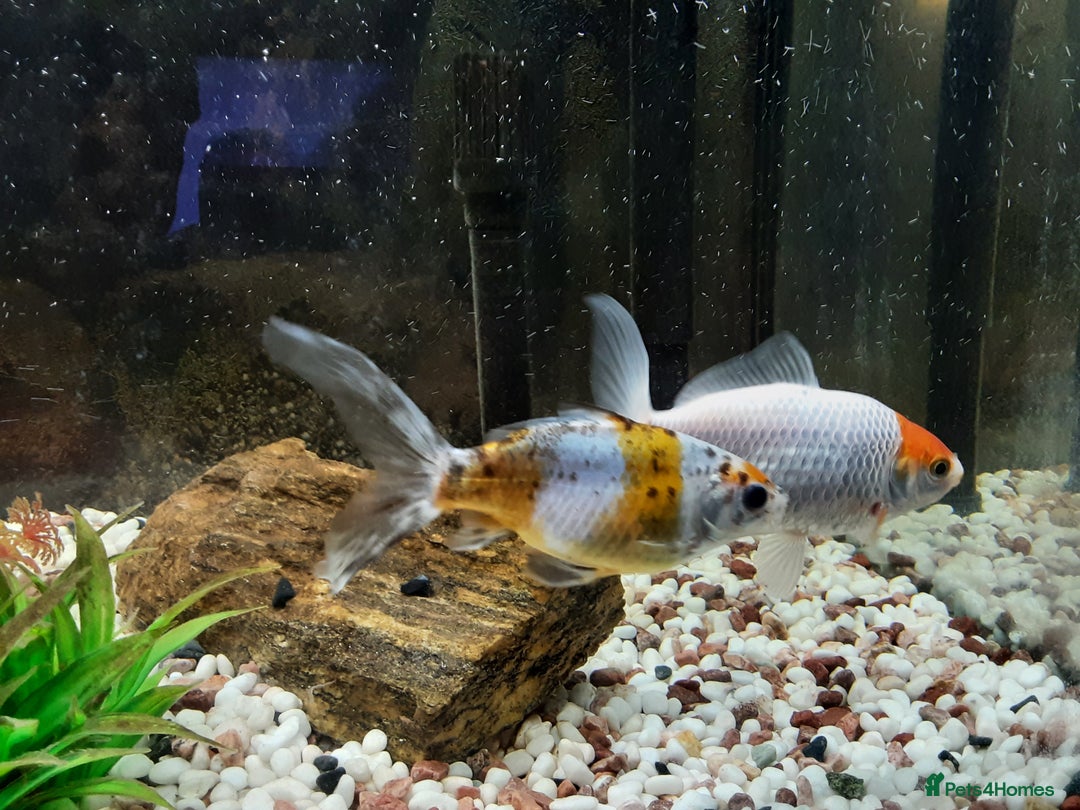 Goldfish fish for sale: Cold water fish for sale - Advert 5