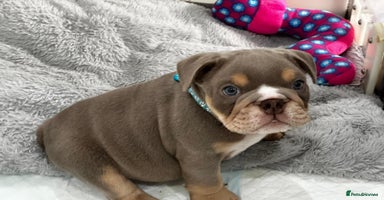 English Bulldog dogs - Advert 5