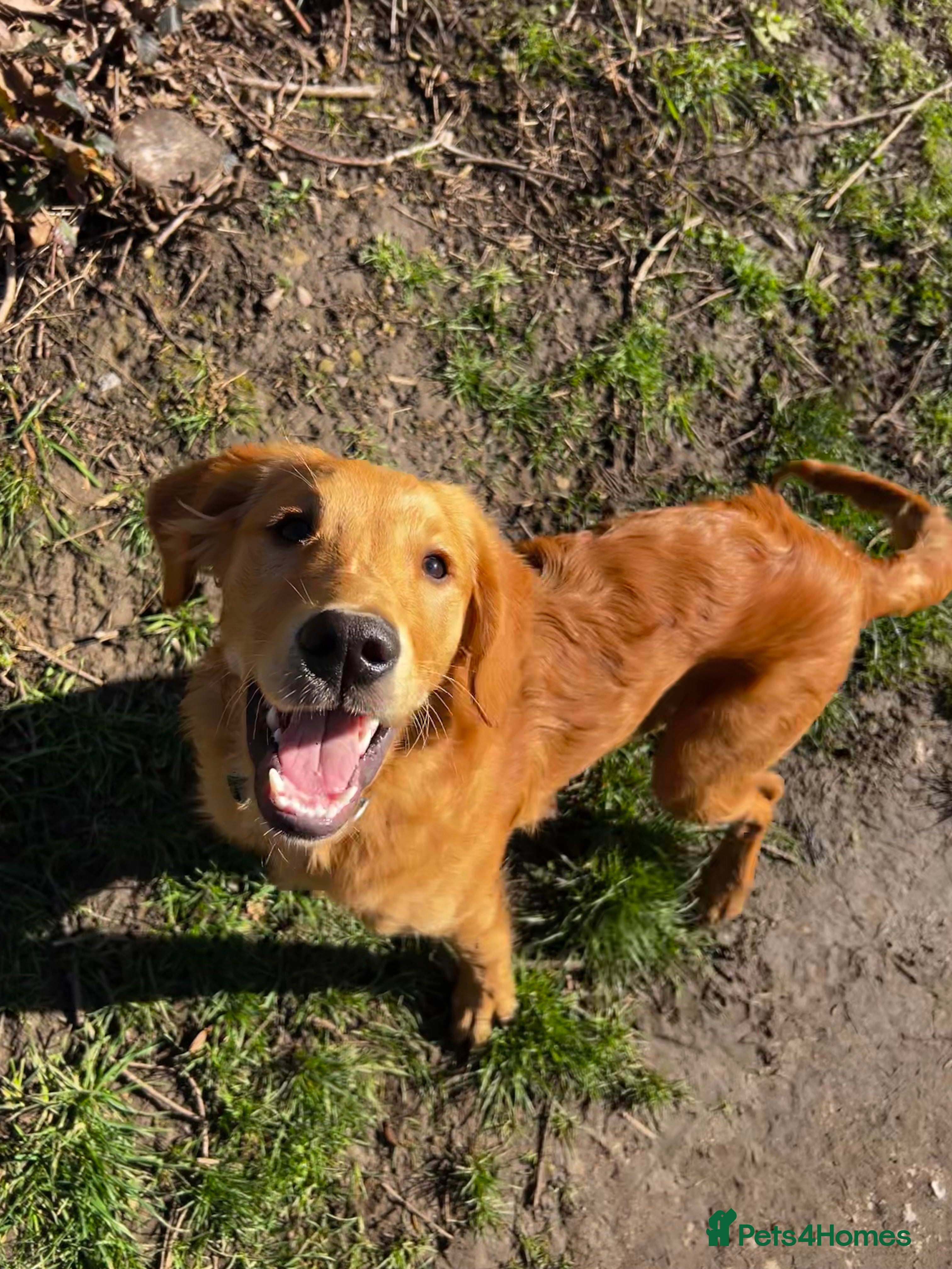 Golden Retriever dogs Trained Golden Retriever for sale  - Advert 14
