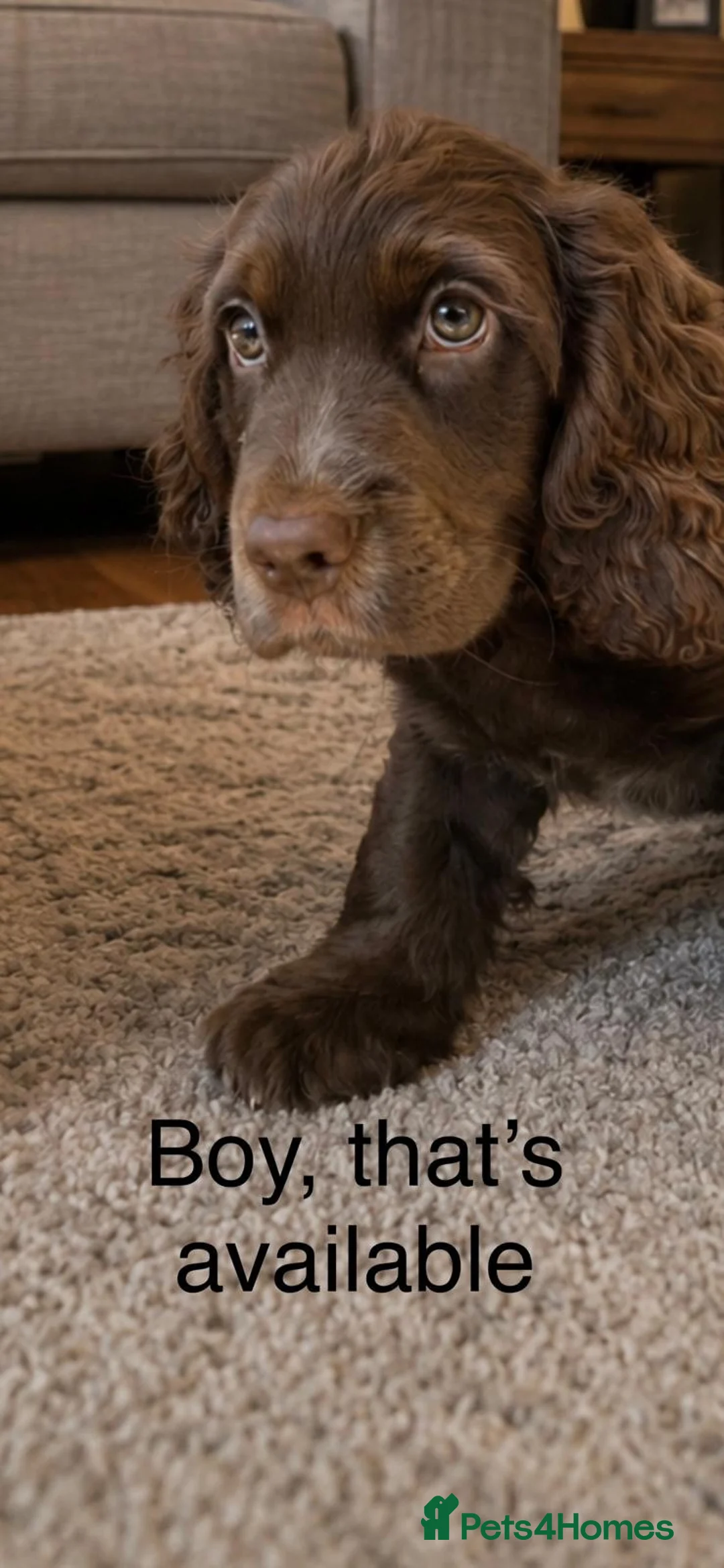 Cocker Spaniel dogs for sale: ** kc registered cocker Spaniel puppies** - Advert 1