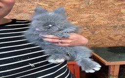 Lionhead rabbits for sale: Beautiful Double Maned Lionheads  in Burnley - Image 1