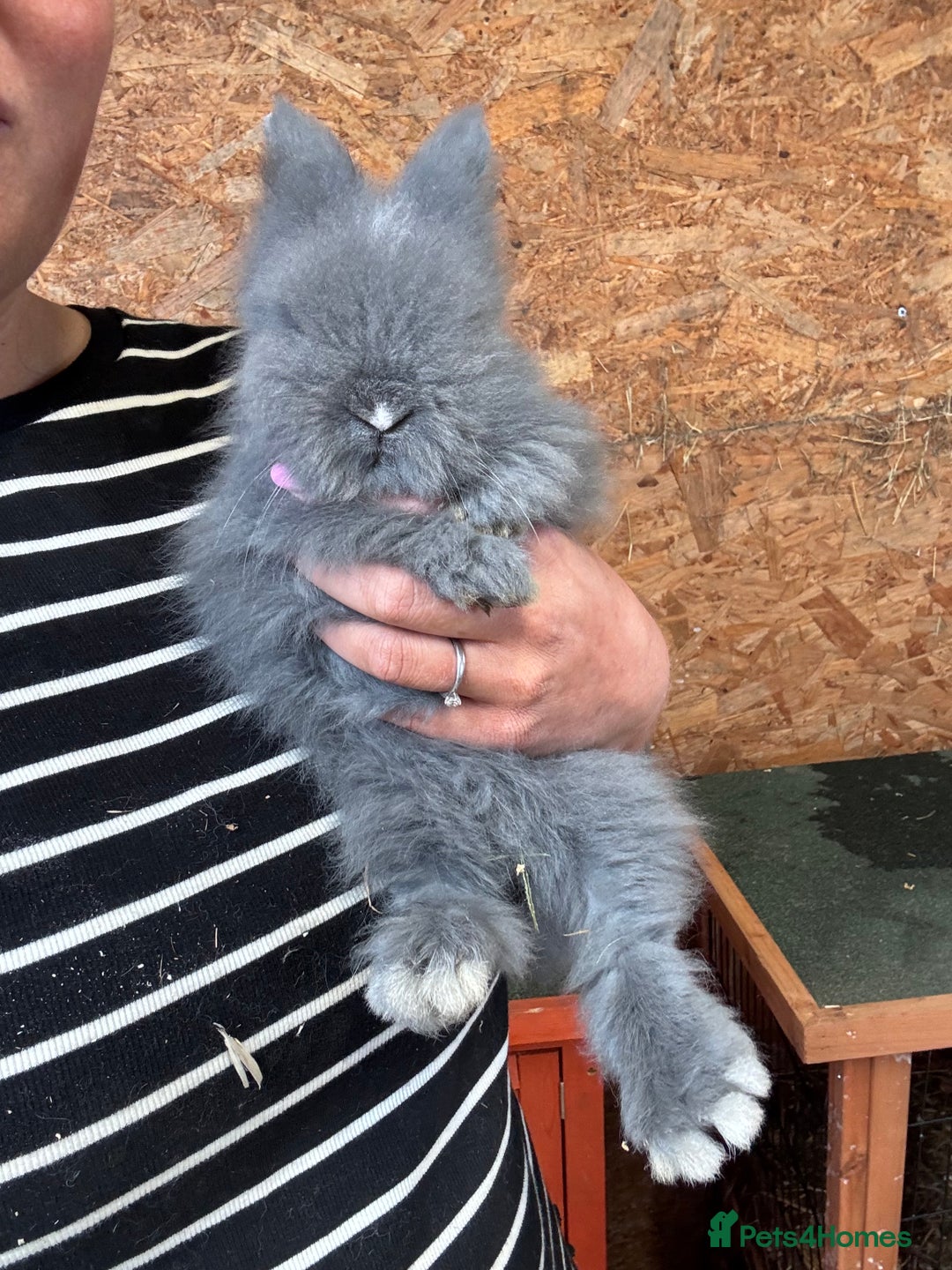 Lionhead rabbits for sale: Beautiful Double Maned Lionheads  in Burnley - Image 1