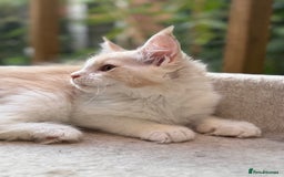 Maine Coon cats for sale: Wonderful Maine Coon Boys from the Grand Champion  - Image 3