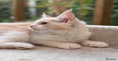 Maine Coon cats - Advert 2