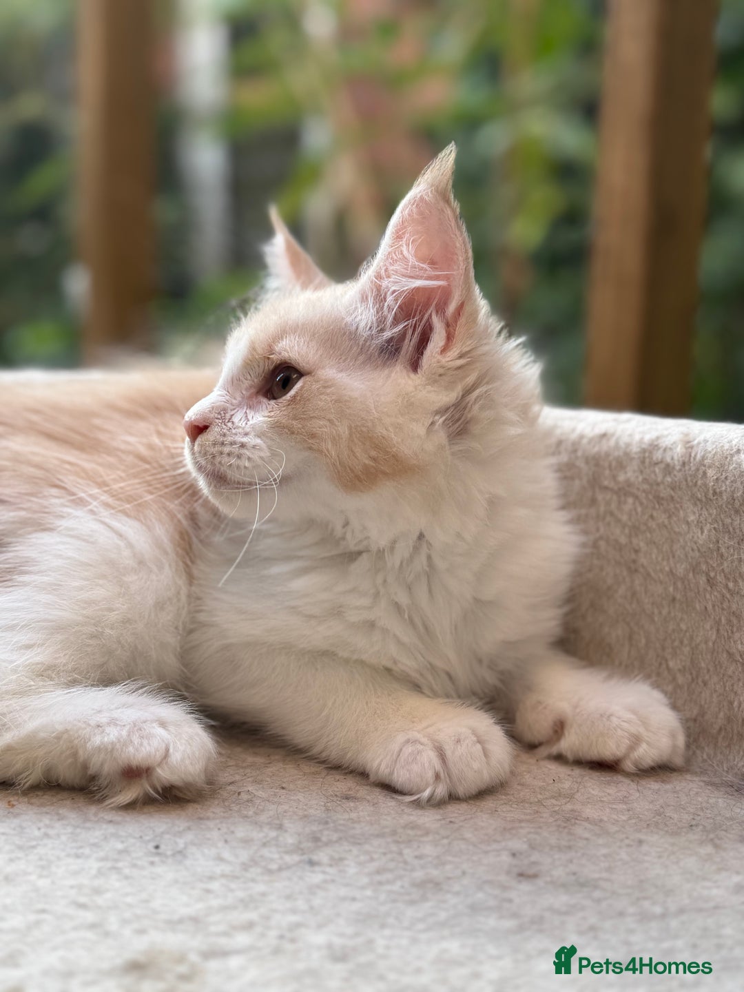 Maine Coon cats for sale: Wonderful Maine Coon Boys from the Grand Champion  - Image 3
