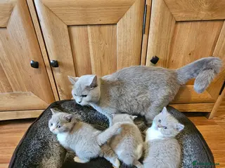 British Shorthair cats British shorthair kittens - Advert 2