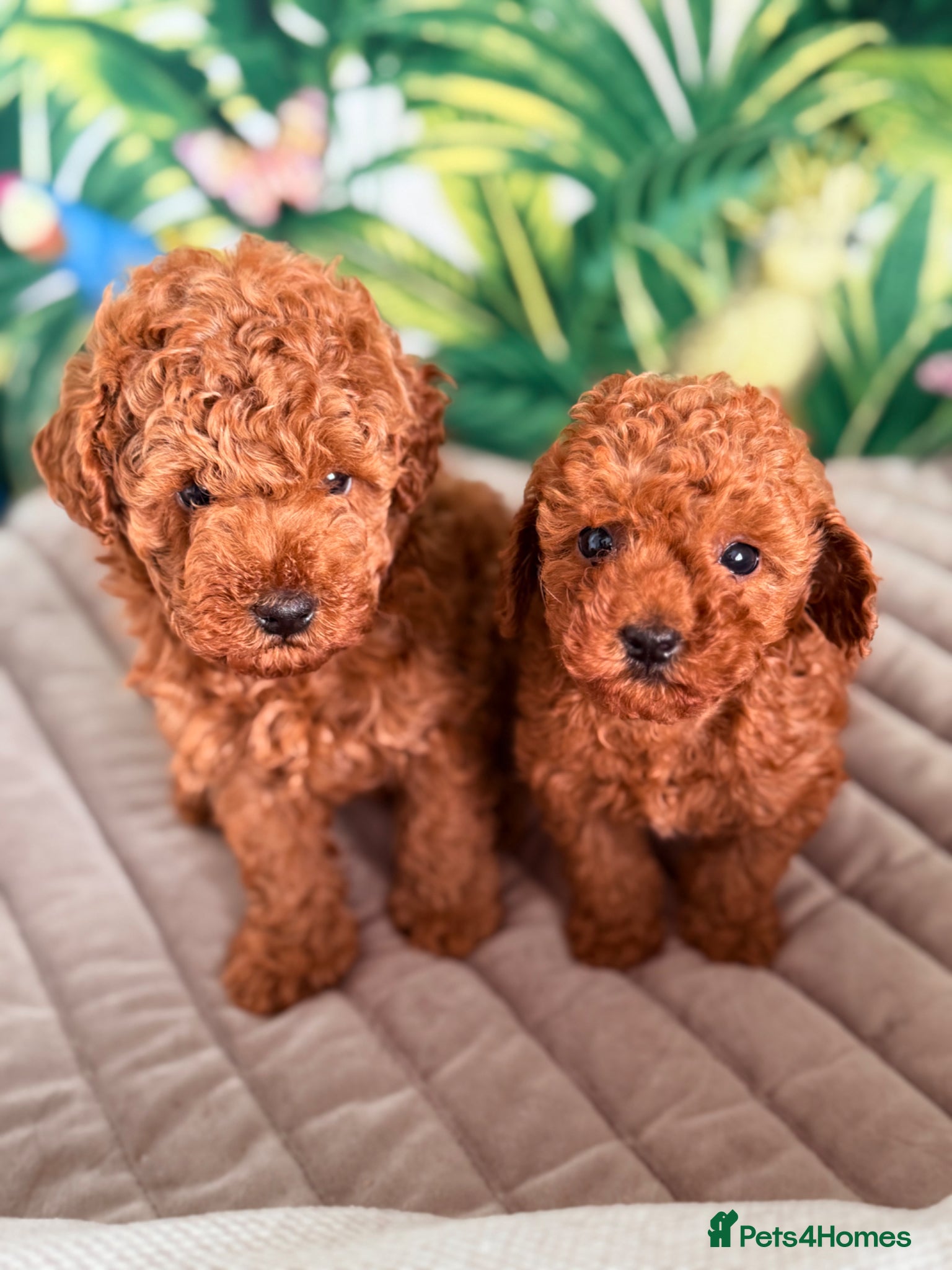 Toy Poodle dogs for sale: Beautiful Toy Poodle Available-One Girl & Boy 🐾❤️ - Advert 1