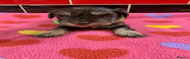 Miniature Schnauzer 1 GREEN